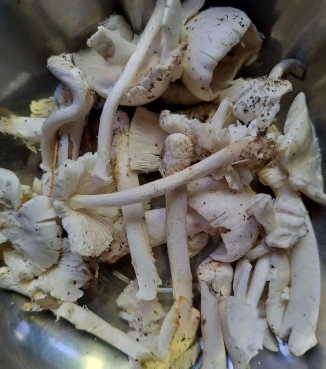 男子一碗蘑菇汤下肚把自己吃进ICU