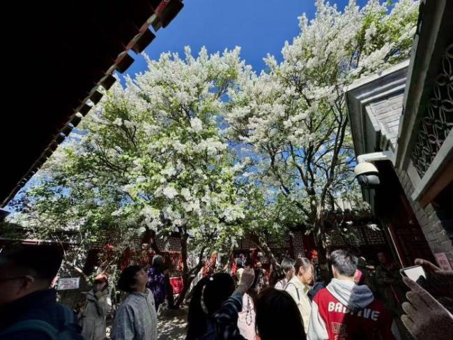 鲁迅手植白丁香101岁生日绽放迎客