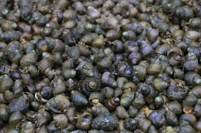 别吃!这种东西寄生虫多达6000条!近期正大量出现