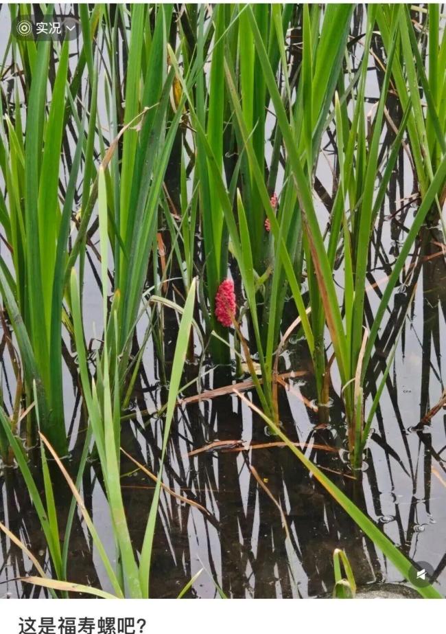 别吃!这种东西寄生虫多达6000条!近期正大量出现 严重可致死