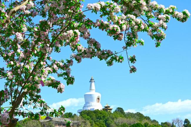 北京北海公园海棠花开