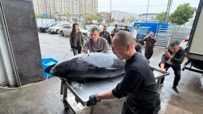 渔民捕获2条“巨无霸”金枪鱼 东海渔业资源恢复见证