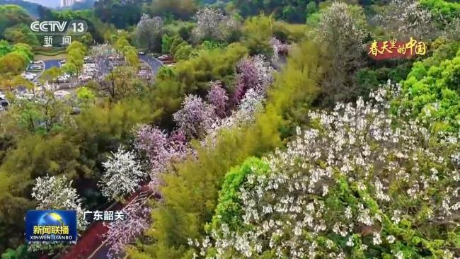 春天里的中国丨繁花遍野 山河皆入春