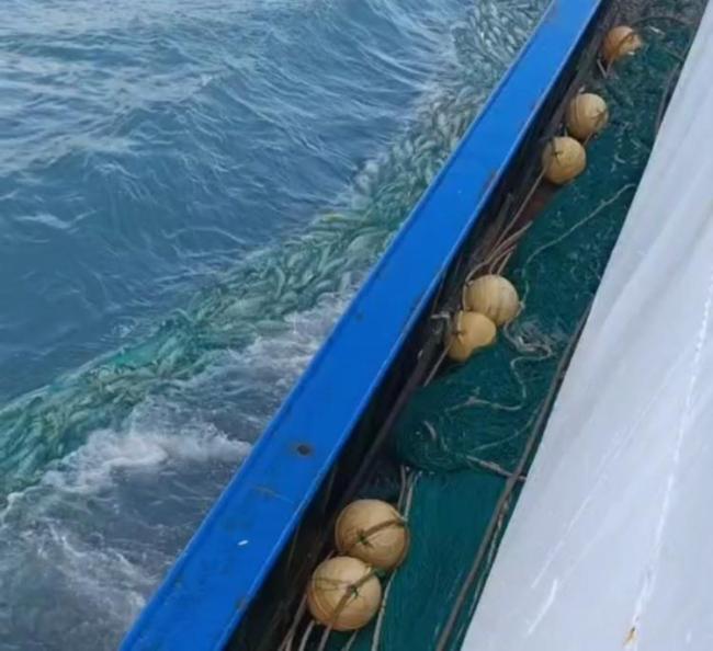 渔民捕获2条“巨无霸”金枪鱼 东海渔业资源恢复见证