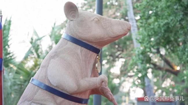 它只是一只老鼠却救了无数条命