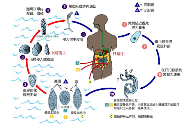 接触10秒即可感染 看到这种螺快报告 钉螺引发血吸虫病