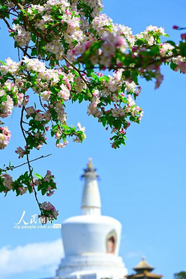北京北海公园海棠花开