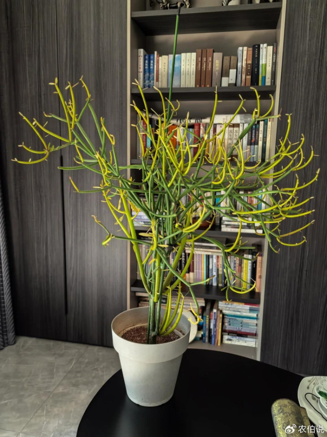 北京一爷爷一棵多肉养9年，网友：成精了，长成飞扬跋扈的样子