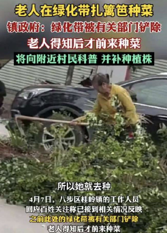 当地回应老人在绿化带扎篱笆种菜