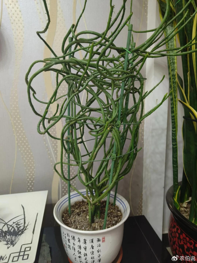 北京一爷爷一棵多肉养9年，网友：成精了，长成飞扬跋扈的样子