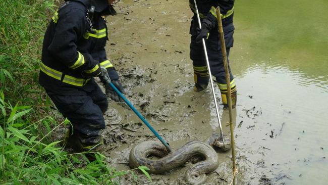 40斤大蟒蛇潜入鱼塘 消防迅速抓捕