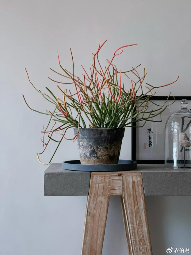 北京一爷爷一棵多肉养9年，网友：成精了，长成飞扬跋扈的样子