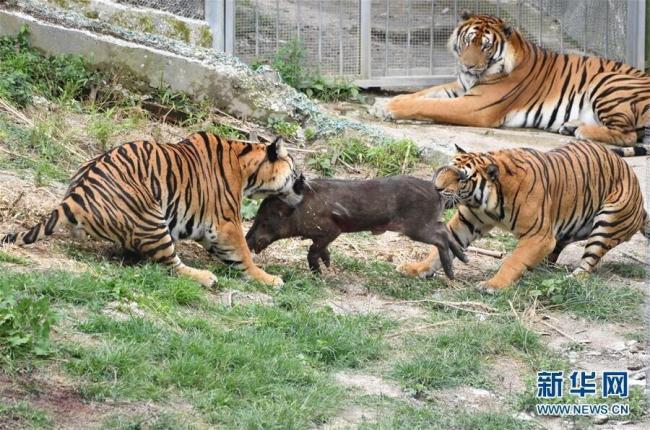 珍稀动物为何爱上福建 绿色生态撑起保护伞