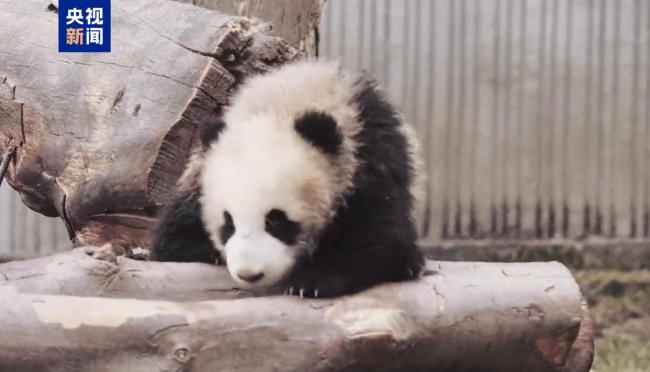 大熊猫“家美”的幼崽因病死亡