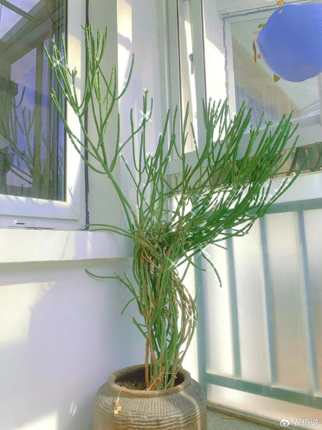 北京一爷爷一棵多肉养9年，网友：成精了，长成飞扬跋扈的样子