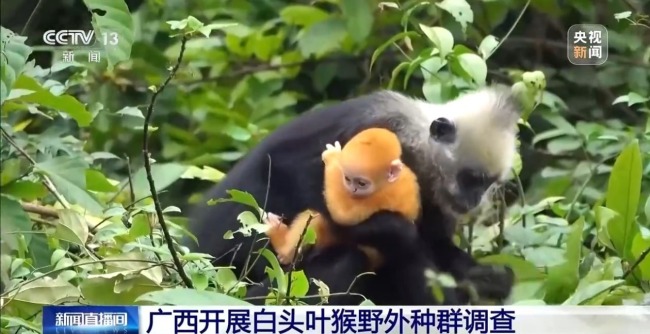 探访白头叶猴栖息地 “猴丁兴旺”保护见成效