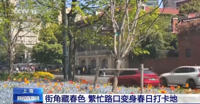 街角藏春色、江风伴花香 上海把春天写进城市里