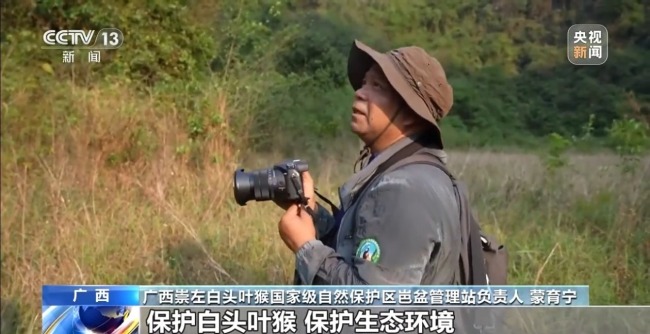 探访白头叶猴栖息地 “猴丁兴旺”保护见成效