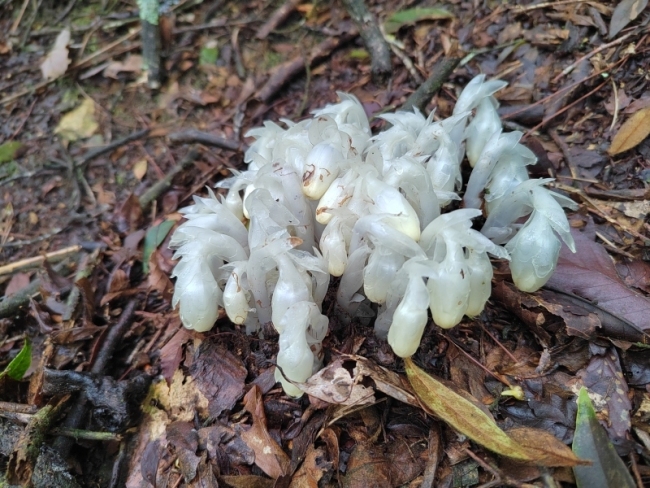 湖南发现大面积“死亡之花” 珍稀水晶兰成片分布