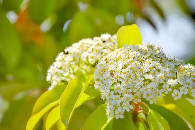 被嫌难闻的石楠花生态价值远超思象 绿化元勋背后的奥妙