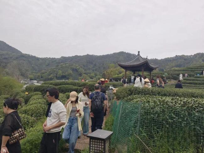 周杰伦逛过的杭州龙井茶楼爆火