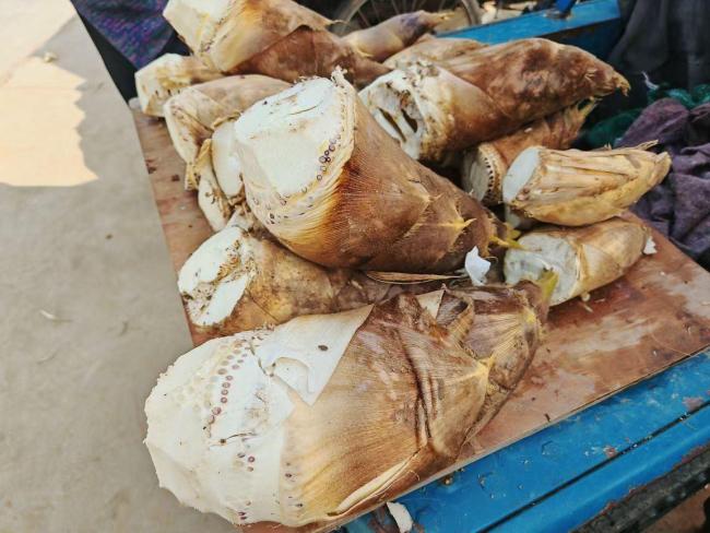 浙江海盐的山毛笋今年格外“金贵”