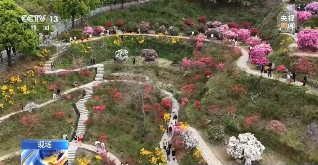 有“颜”又有“值” 朵朵春花点亮乡村致富路