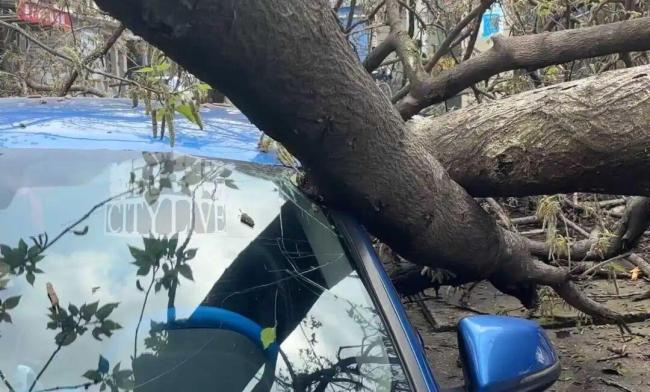 大树倒伏砸中宝马谁该担责 责任归属成难题