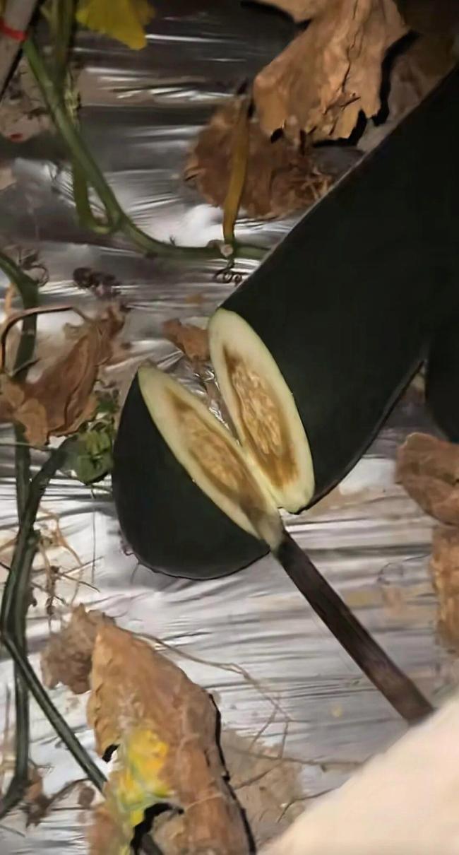 小伙深夜敲冬瓜 收入好时月入十几万 听声辨瓜成网红