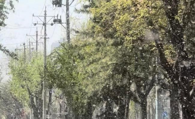 北京苦杨柳絮久矣 真正该砍的是什么 无效治理与信息壁垒