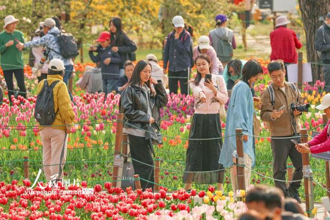 北京：郁金香迎来盛花期