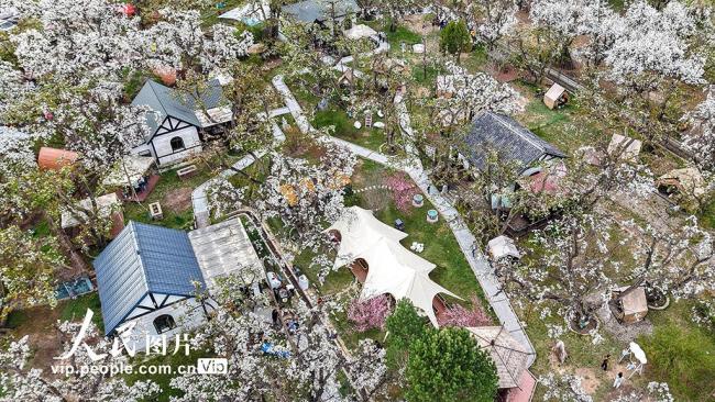甘肃皋兰：万亩梨花绽放 农旅兴旺促振兴
