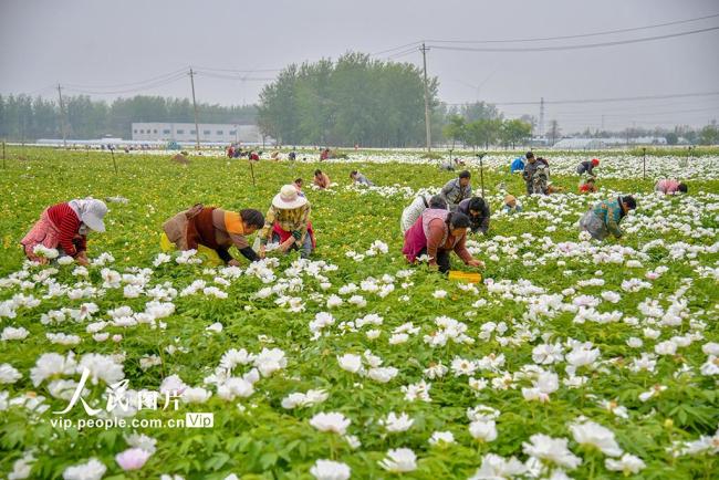 安徽亳州：中药材产业拓宽增收路