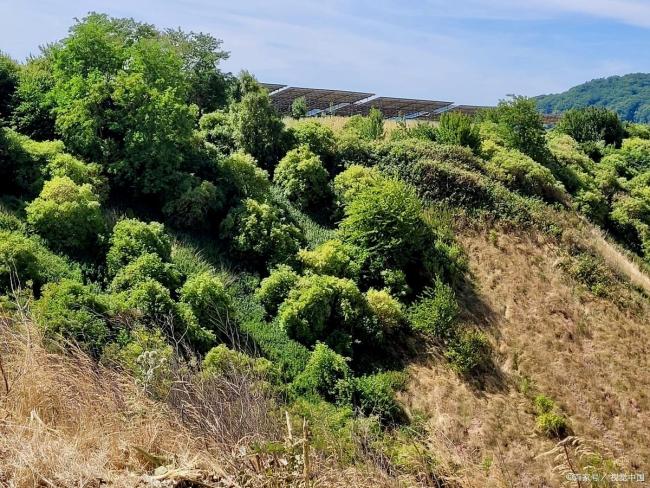 村民承包荒山种树后树却不是自己的 林权变更引发争议