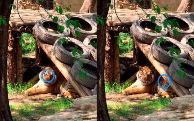 上海动物园旅客用激光笔照老虎眼睛