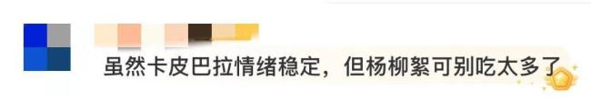 水豚情绪稳定吃杨絮 网友操碎了心 飞絮季节引关注