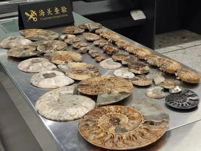 外籍游客携千件文物化石出境被截获 海关严查守护国宝