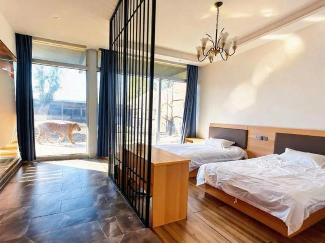 官方回应河南一景区推出虎景房