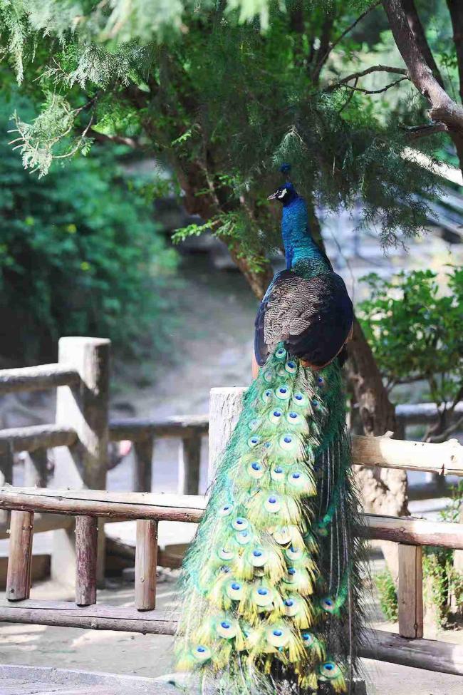 郑州动物园百只孔雀齐开屏 春日限定美景