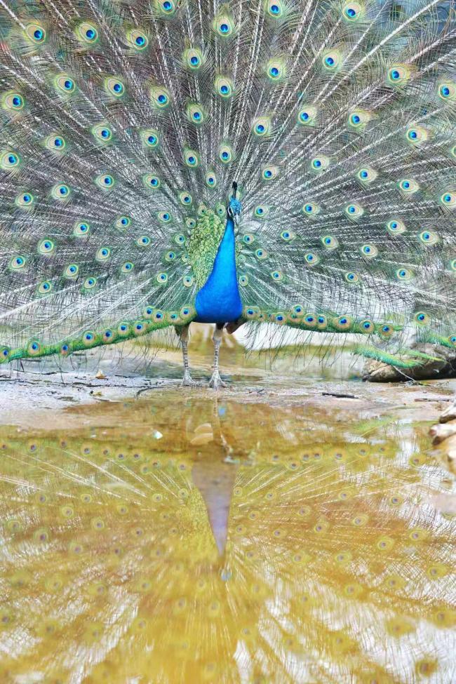 郑州动物园百只孔雀齐开屏 春日限定美景