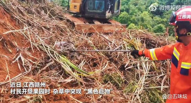 村民在草丛发现蟒蛇消防捕获 专业队伍迅速响应