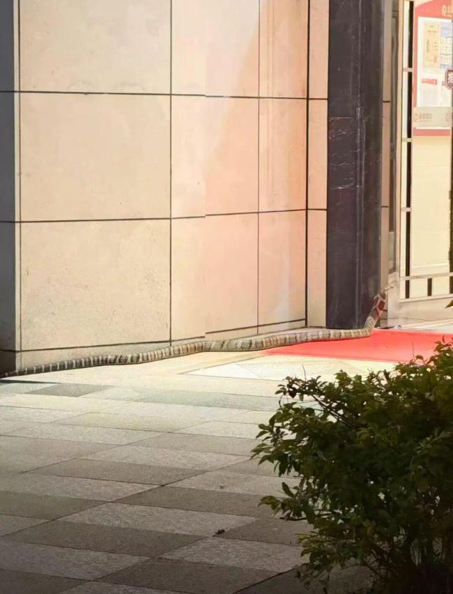 两米左右斑纹大蛇现居民楼吓退老人 物业紧急处理