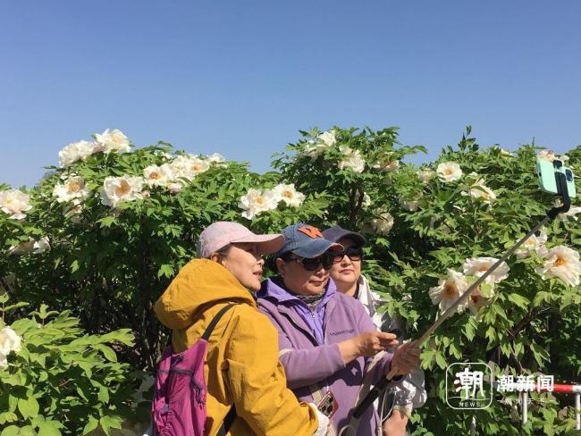 谷雨赏牡丹，圆明园推出两条特色赏花路线 国色芳华尽绽放
