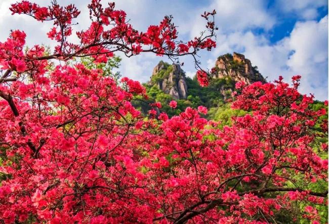 汝阳西泰山杜鹃花海霸屏指南 赏花季盛大开幕