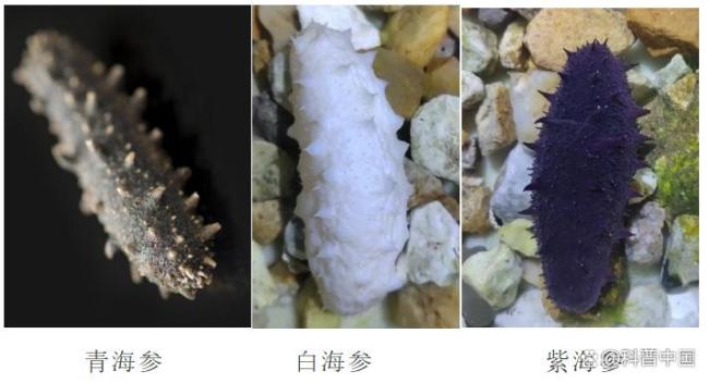 关于海参的这些真相你知道吗