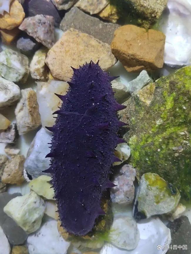 关于海参的这些真相你知道吗 体色背后的秘密