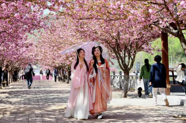 汝阳西泰山杜鹃花海霸屏指南 赏花季盛大开幕