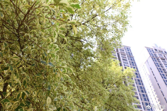 福州千年古榕能容纳千人乘凉 独木成林的生命奇观