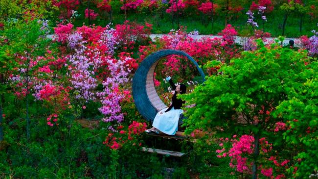 汝阳西泰山杜鹃花海霸屏指南 赏花季盛大开幕