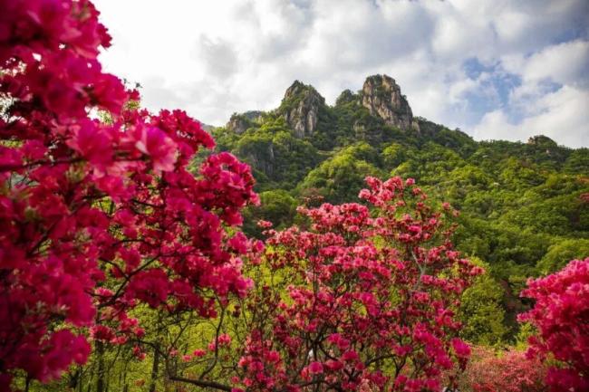 汝阳西泰山杜鹃花海霸屏指南 赏花季盛大开幕